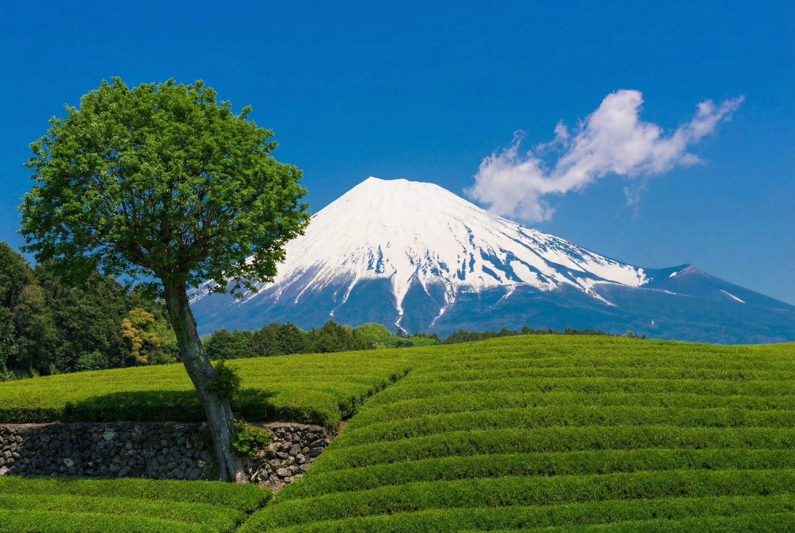 Japanese matcha tea field with Mt. Fuji in the background — shade-grown tencha plants stretching across a misty valley