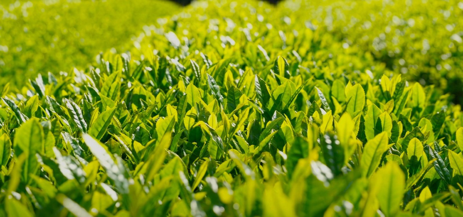 Shade-grown Japanese matcha tea cultivar field